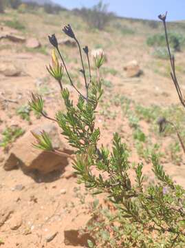 Sivun Balbisia peduncularis (Lindl.) D. Don kuva