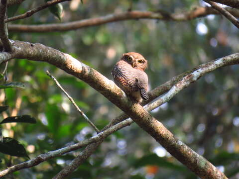 Image of Jungle Owlet