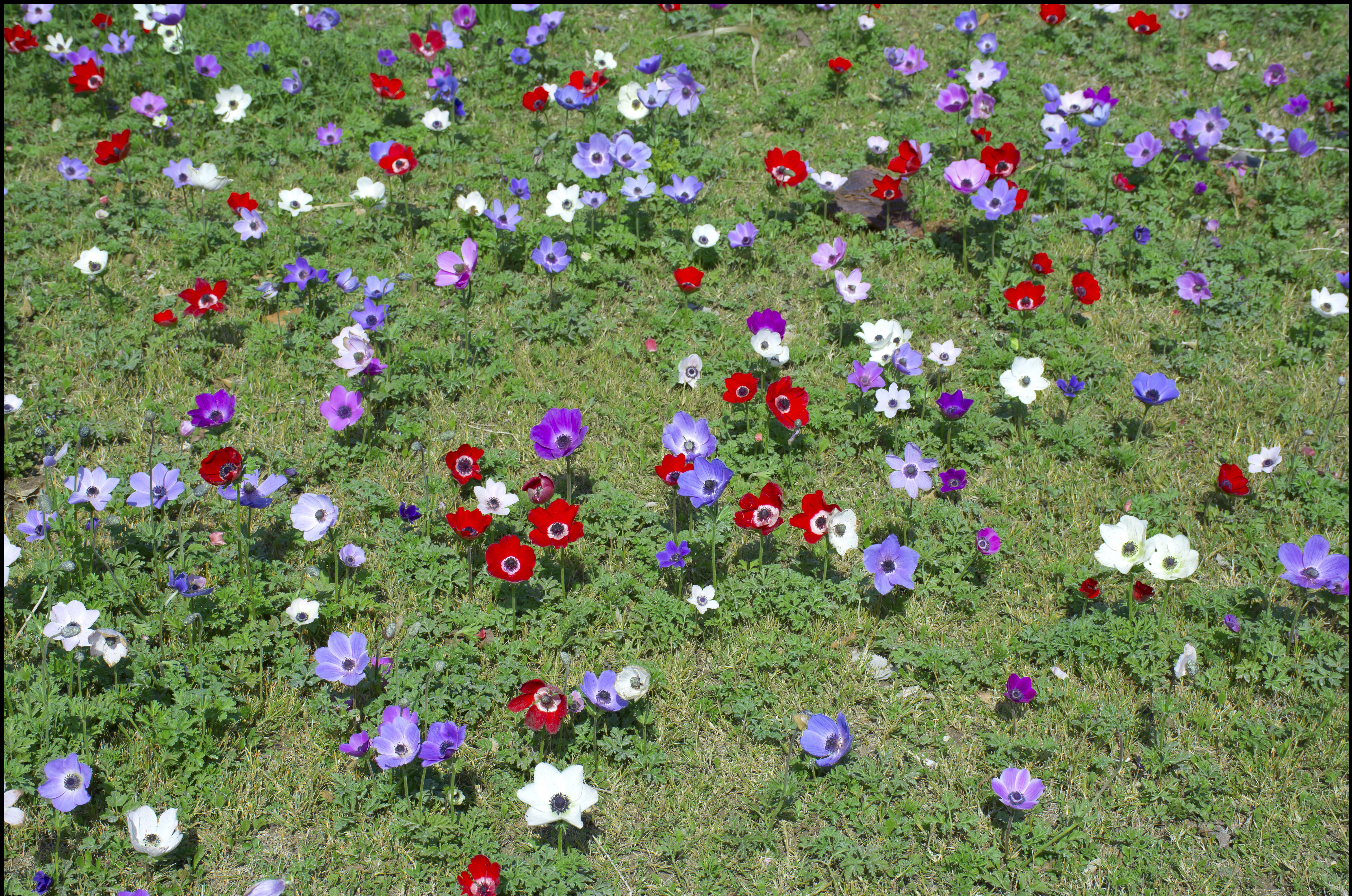 Image of lilies-of-the-field