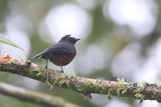 Ochthoeca cinnamomeiventris (Lafresnaye 1843)的圖片