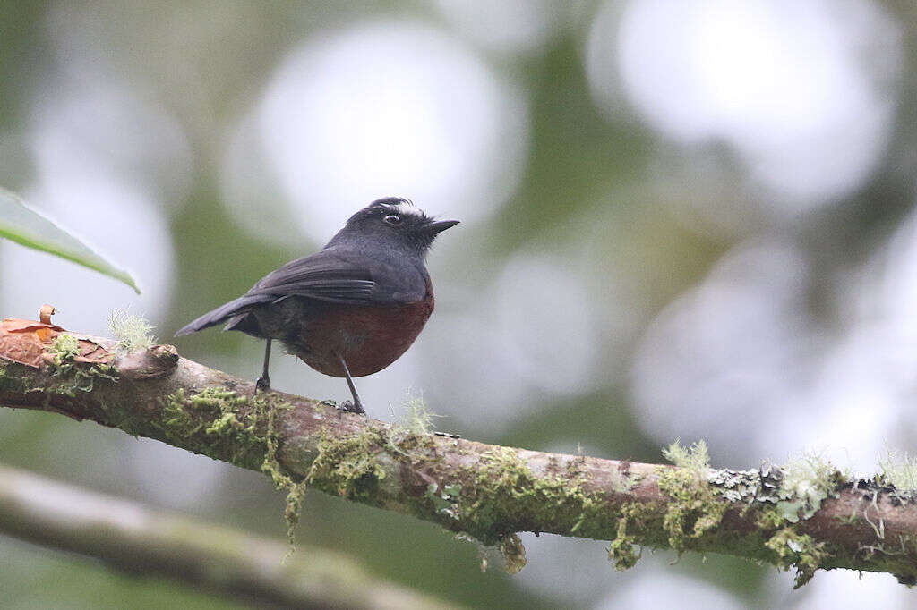 Image of Slaty-backed Chat-Tyrant