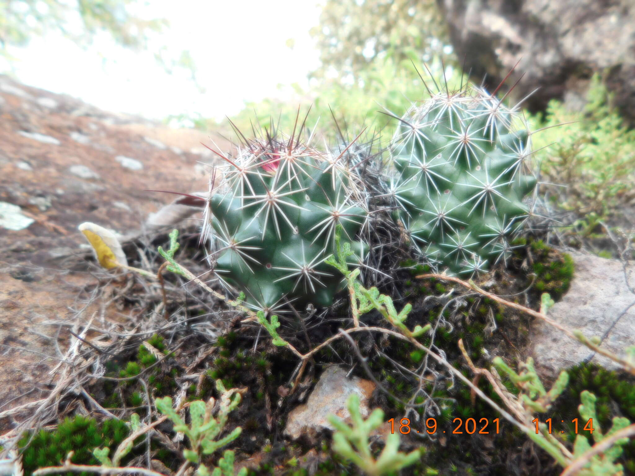 Image of Coryphantha clavata (Scheidw.) Backeb.