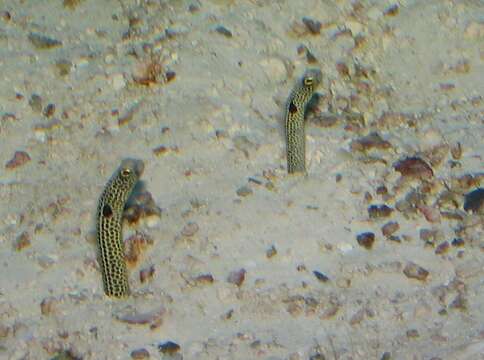 Image of Black spotted garden eel