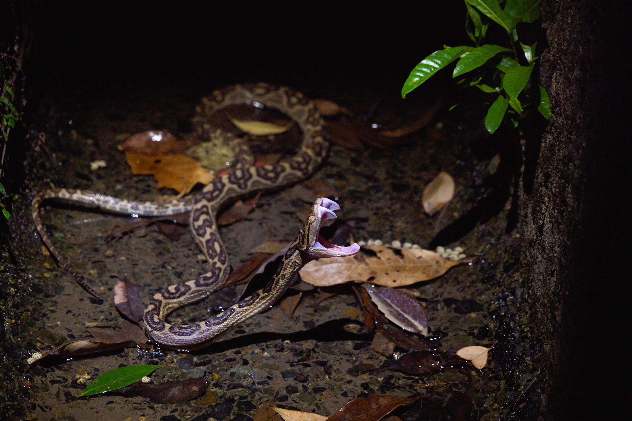 صورة Protobothrops flavoviridis (Hallowell 1861)