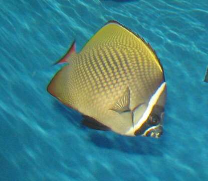 Image of Brown Butterflyfish