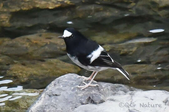 Image of Little Forktail