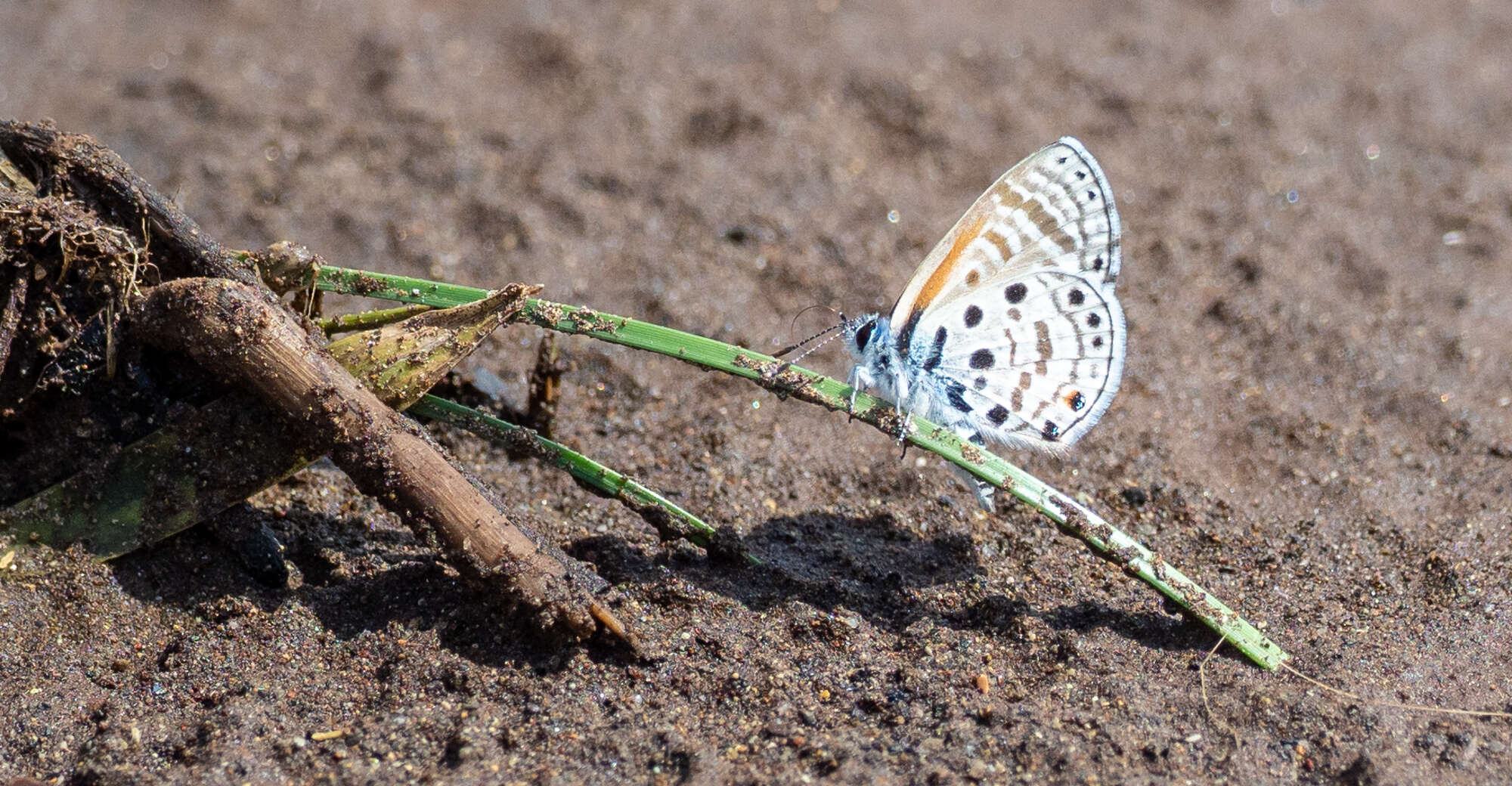 Image of African babul blue