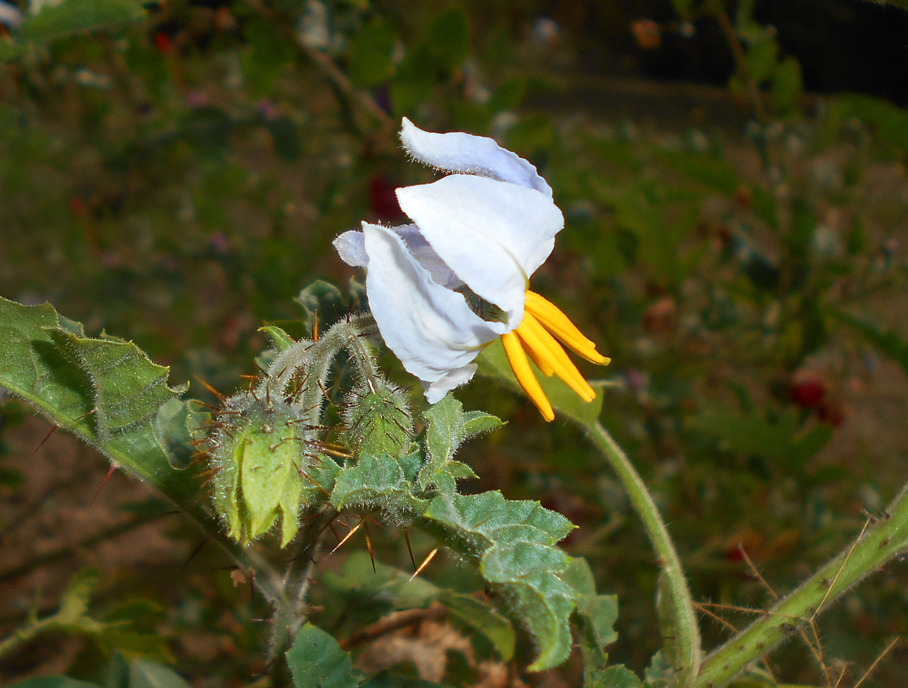 Plancia ëd Solanum sisymbriifolium Lam.