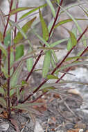 Image of sickletop lousewort