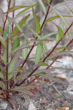 Image of sickletop lousewort