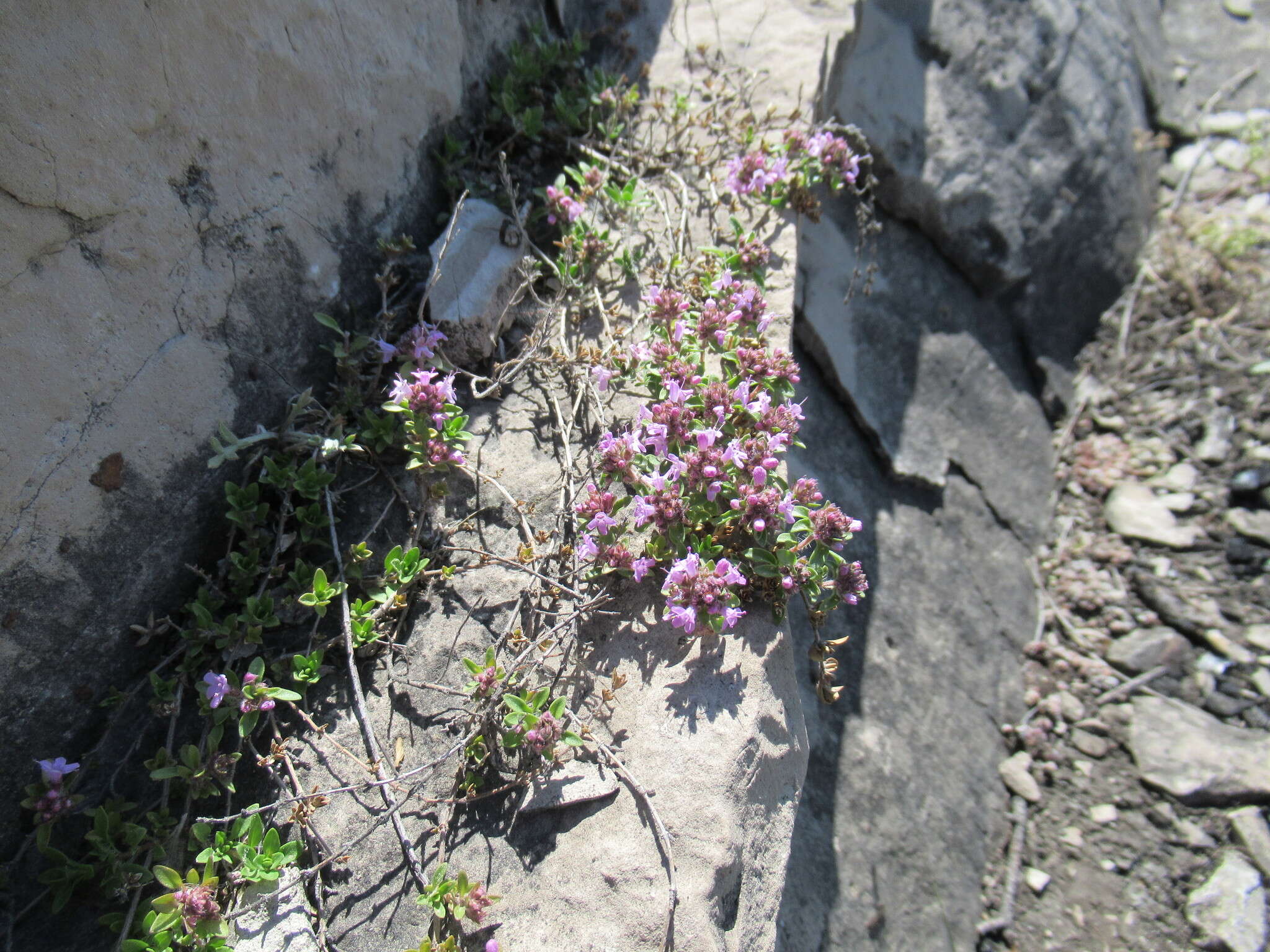 صورة Thymus sibiricus (Serg.) Klokov & Des.-Shost.