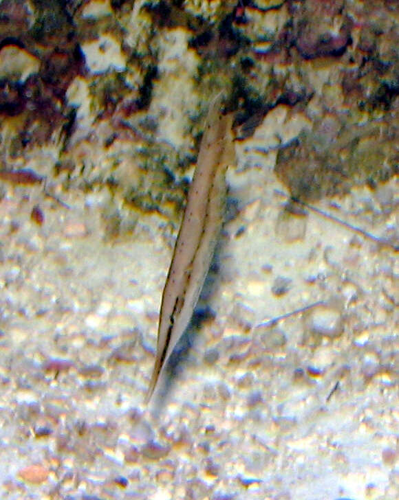 Image of Speckled shrimpfish