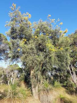 Plancia ëd Nuytsia floribunda (Labill.) R. Br.