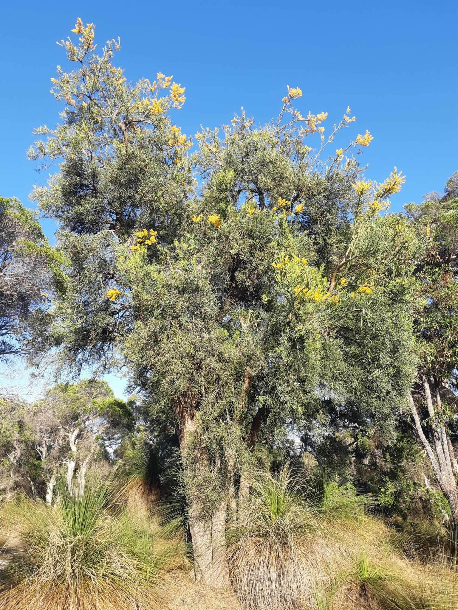 Plancia ëd Nuytsia floribunda (Labill.) R. Br.