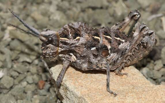 Image of Hoplolopha horrida (Burmeister & H. 1838)