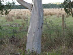 Plancia ëd Eucalyptus pauciflora subsp. pauciflora