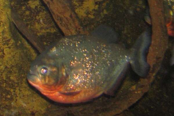 Image of Black spot piranha