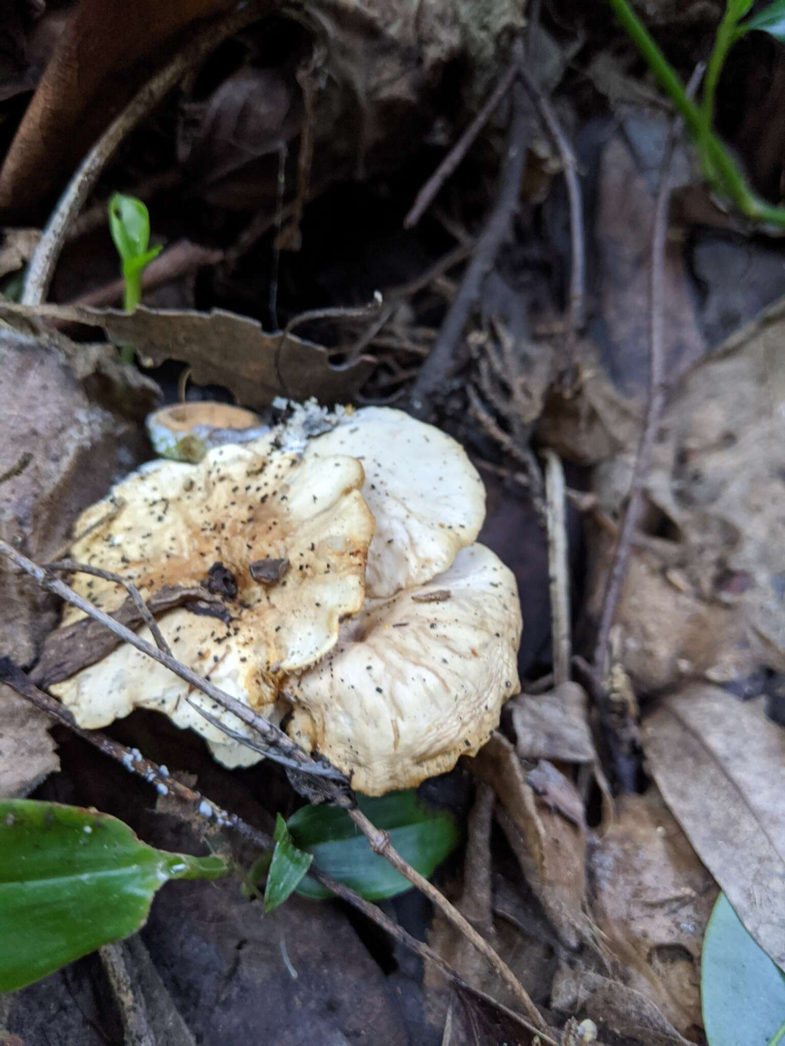 Clitocybe salmonilamella H. E. Bigelow 1976 resmi