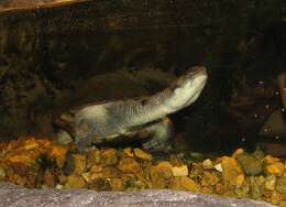 Image of New Guinea Snake-necked Turtle