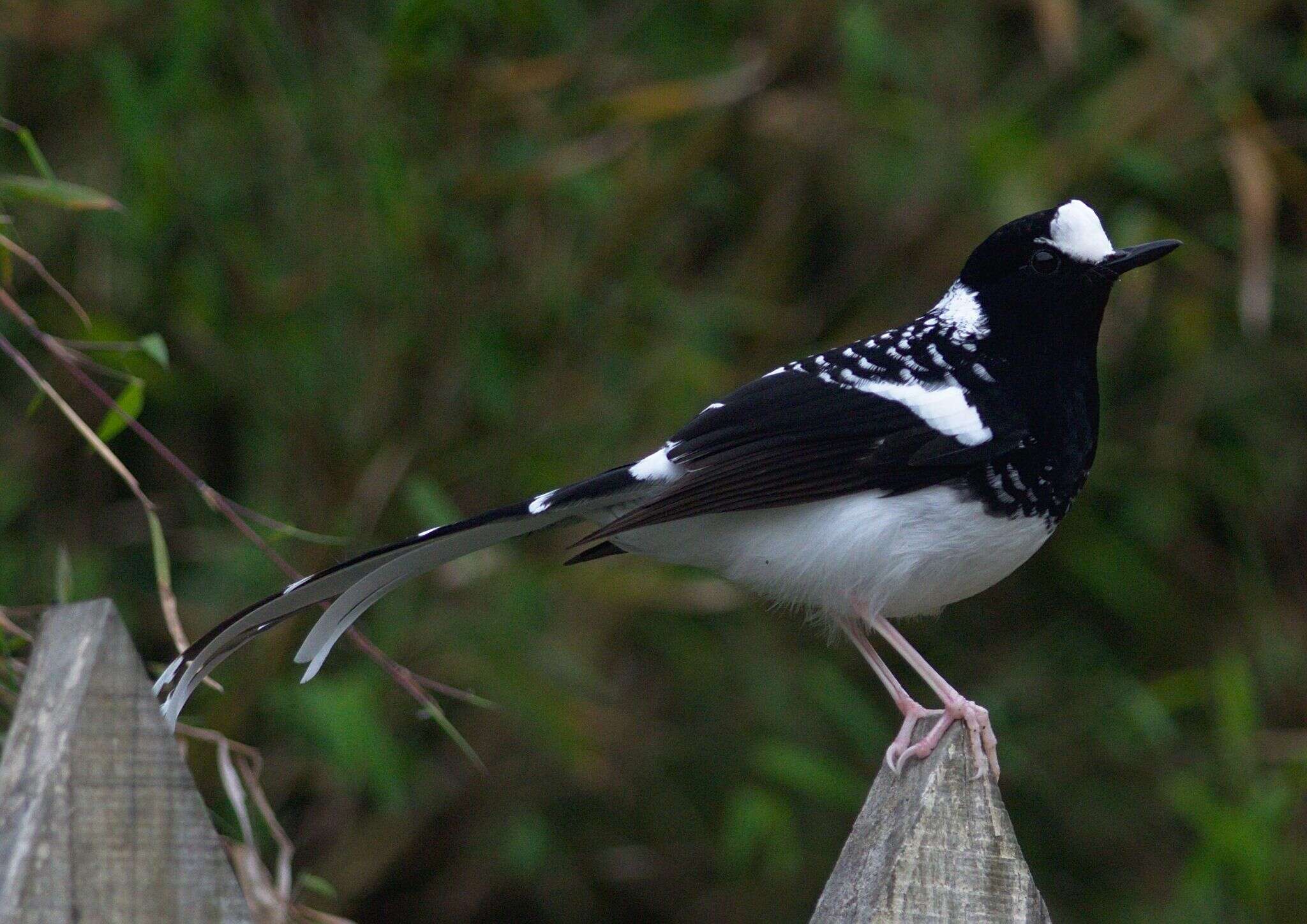 Image of Spotted Forktail