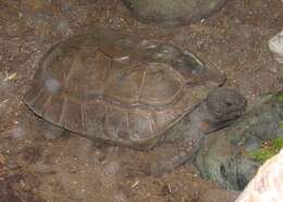 Image of Yellow-footed Tortoise