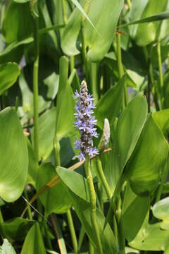 Image of pickerelweed