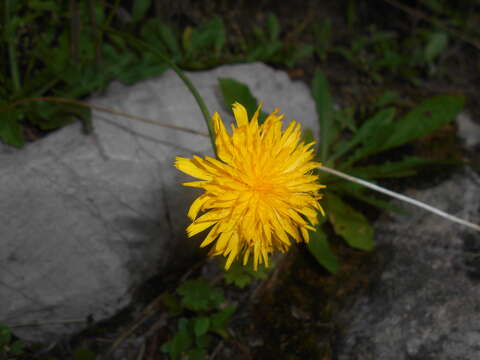 Слика од Leontodon hispidus L.