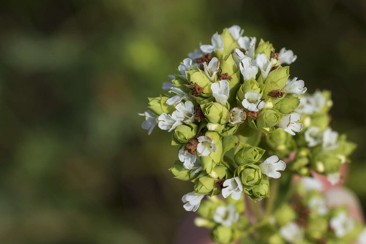 Image of Origanum vulgare subsp. virens (Hoffmanns. & Link) Ietsw.