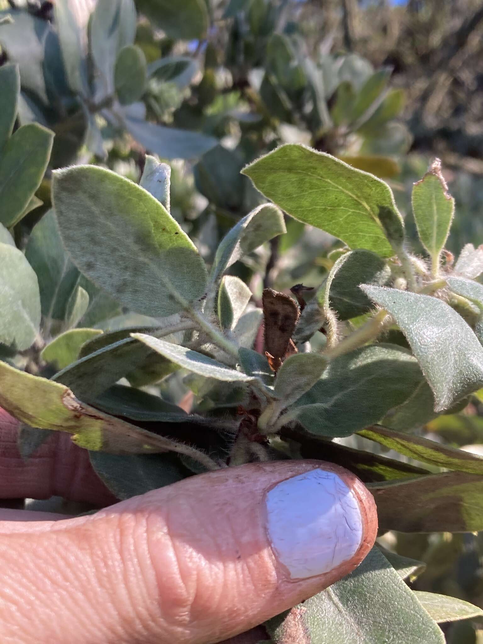 Слика од Arctostaphylos crustacea subsp. subcordata (Eastw.) V. T. Parker, M. C. Vasey & J. E. Keeley