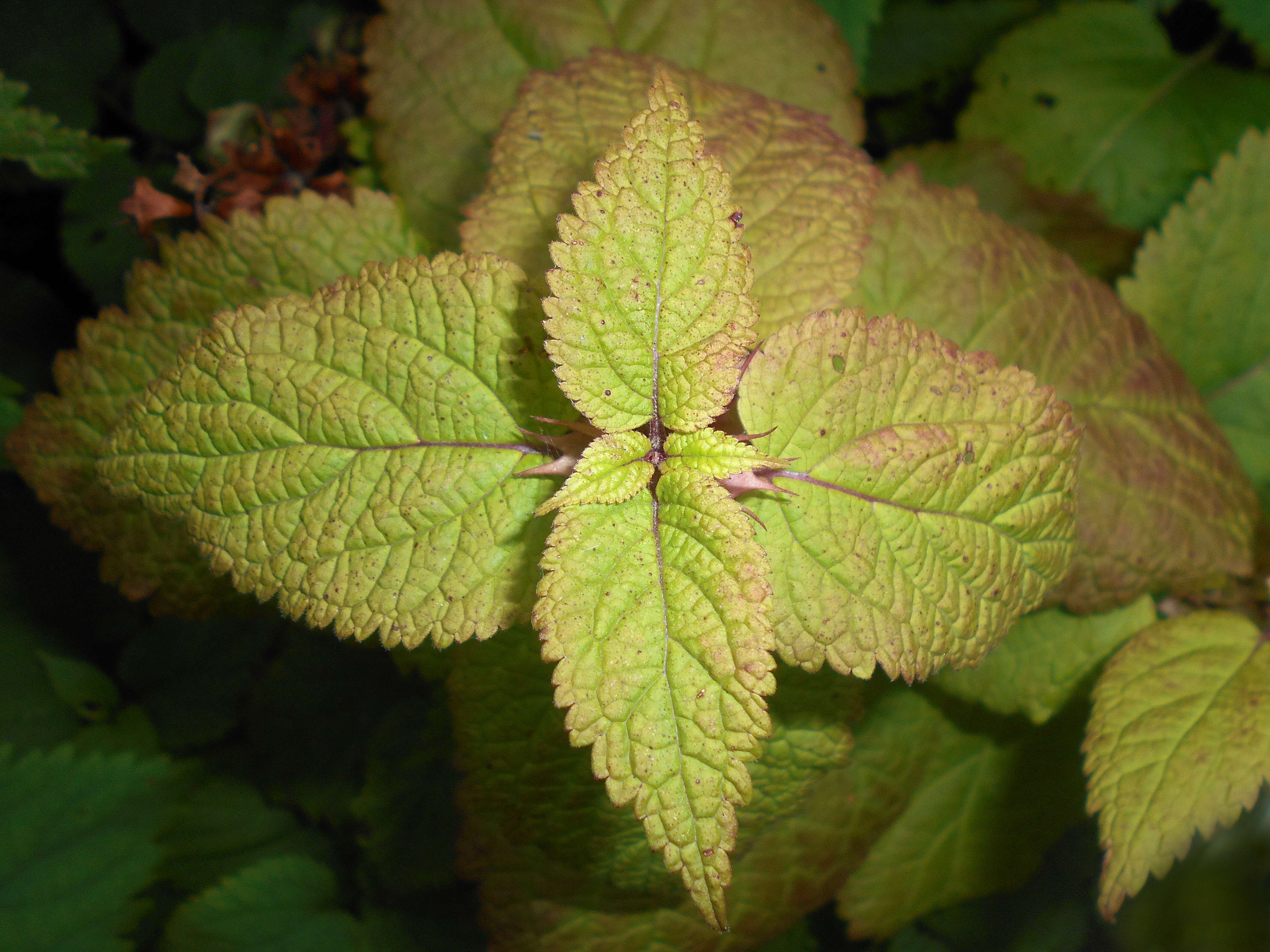 Image of Lamium orvala L.