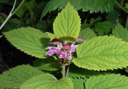 Image of Lamium orvala L.