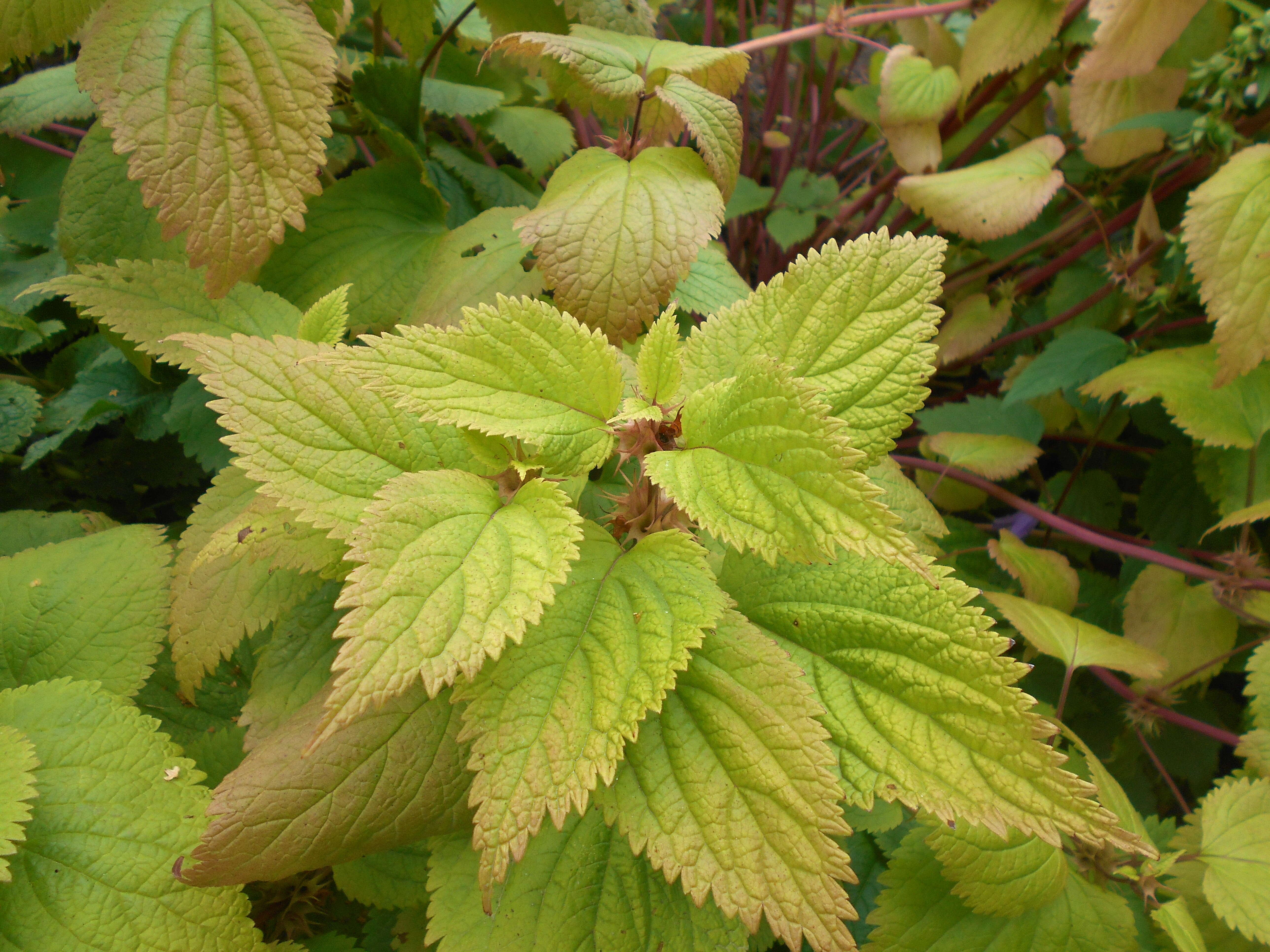 Image of Lamium orvala L.