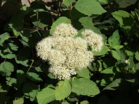 Sivun Spiraea betulifolia var. lucida (Dougl. ex Greene) C. L. Hitchc. kuva