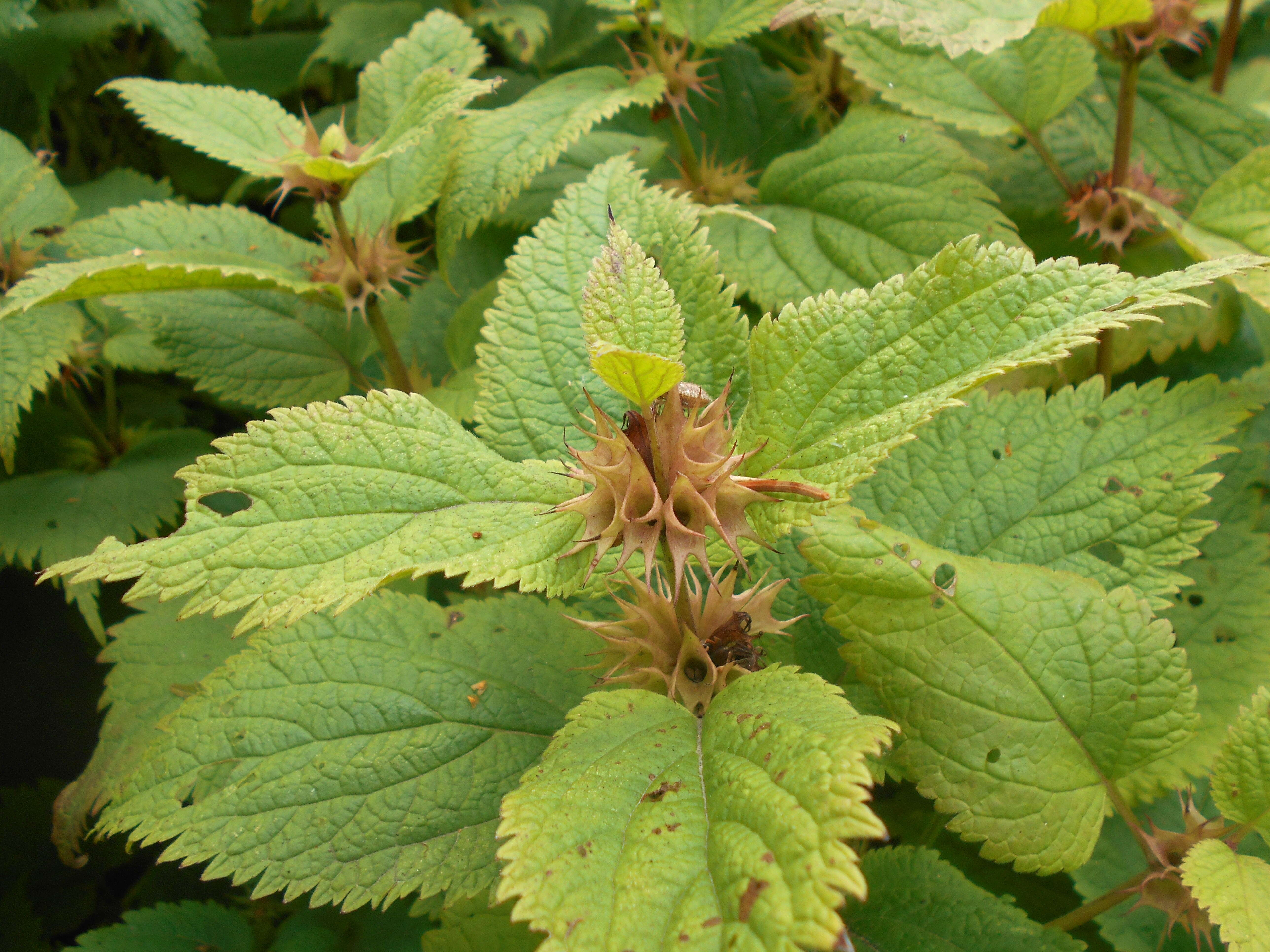 Image of Lamium orvala L.