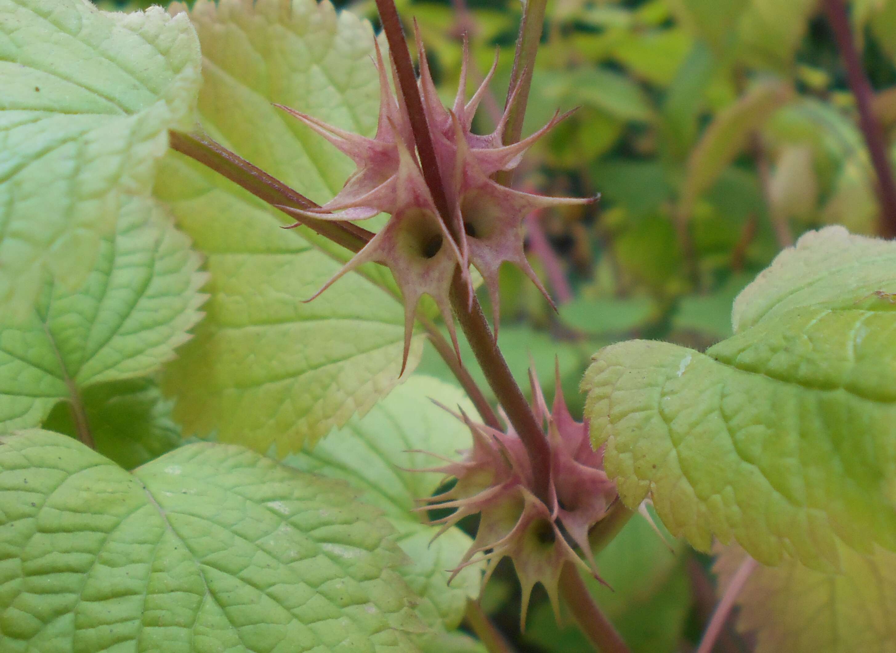 Image of Lamium orvala L.