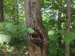 Image of American Basswood