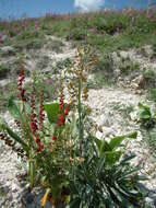 Image of Matthiola fragrans (Fisch.) Bunge