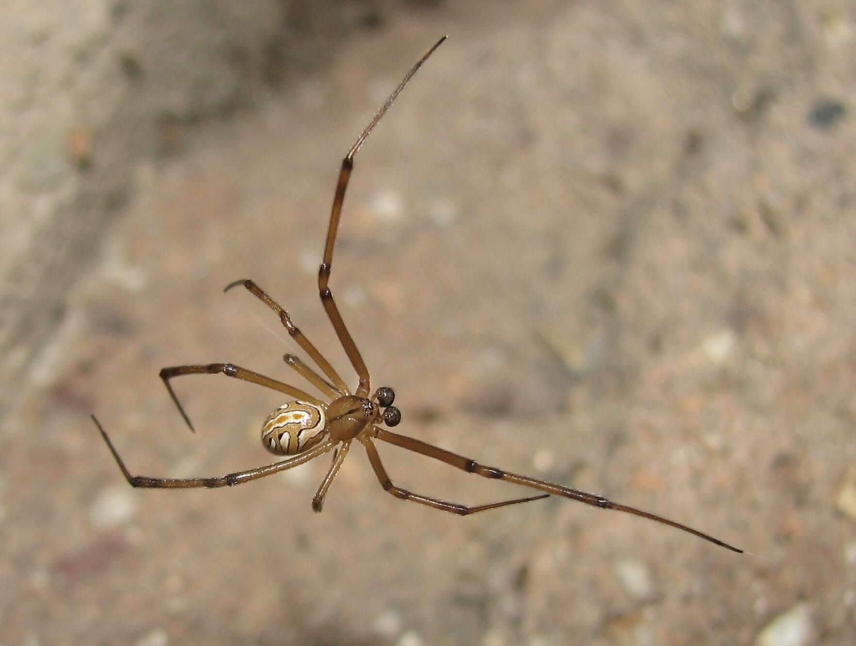 Image of Western Black Widow spider