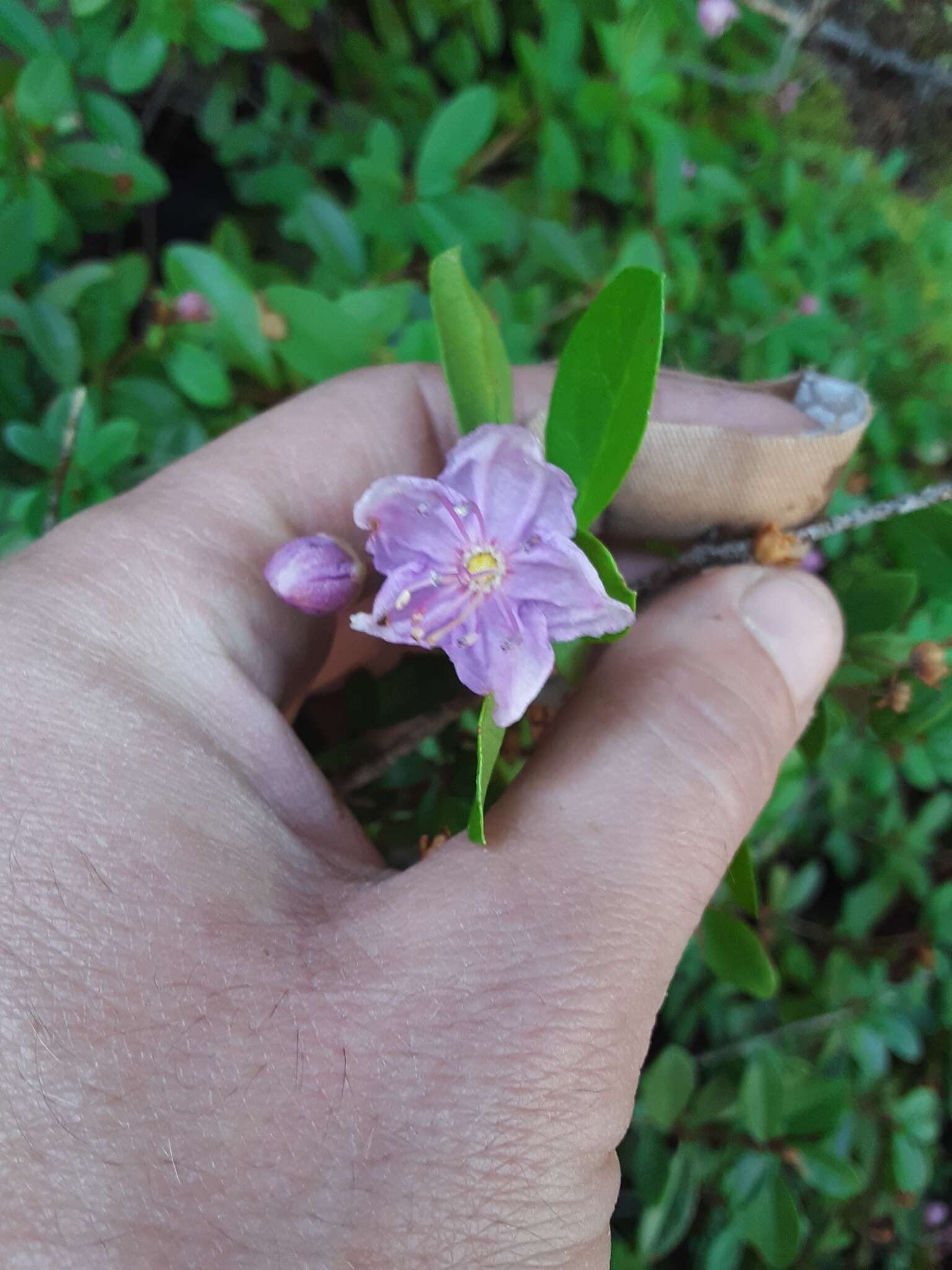 Image of North Umpqua kalmiopsis