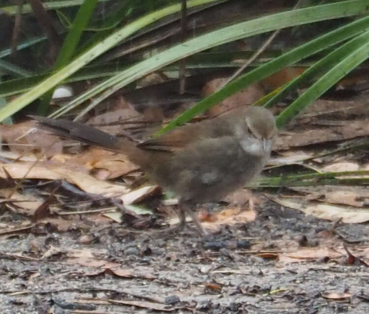 Dasyornithidae resmi