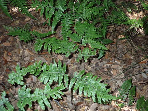 Image de Diplazium virescens Kunze