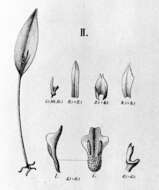 Image of Acianthera miqueliana (H. Focke) Pridgeon & M. W. Chase
