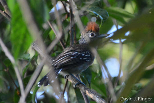 Image of Black-crested Antshrike