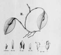 Image of Acianthera yauaperyensis (Barb. Rodr.) Pridgeon & M. W. Chase