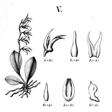 Image of Anathallis ferdinandiana (Barb. Rodr.) F. Barros