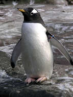 Image of Gentoo Penguin