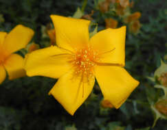 Image of Hypericum olympicum L.