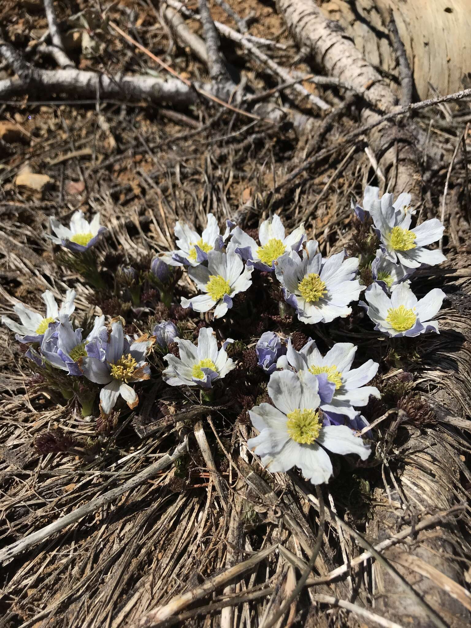 Anemone drummondii S. Wats. resmi