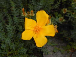 Image of Hypericum olympicum L.