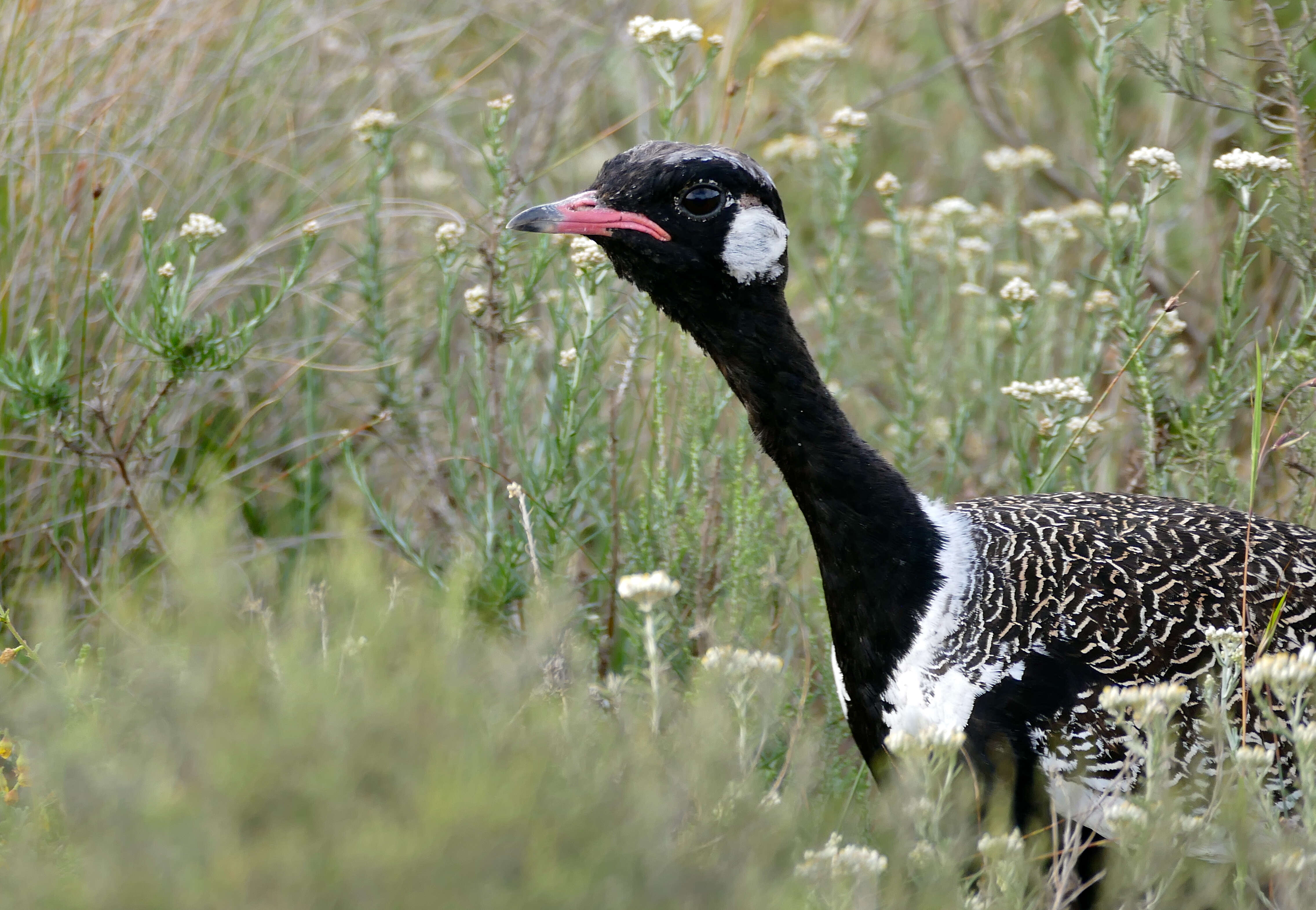 Image of Southern Black Bustard